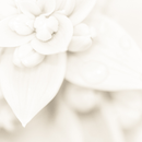 Kits 10, 20, 40 Porta Guardanapos Flor Crisântemo Branco Neve Casamento